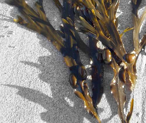 alga fucus en cosmetica natural