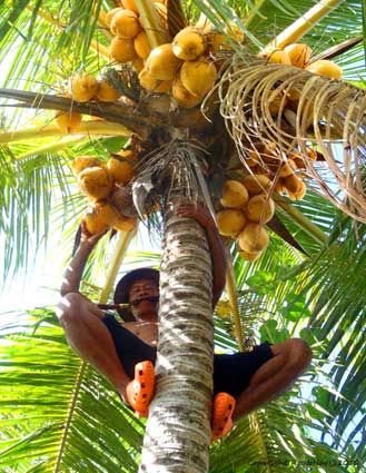 recoleccion de coco